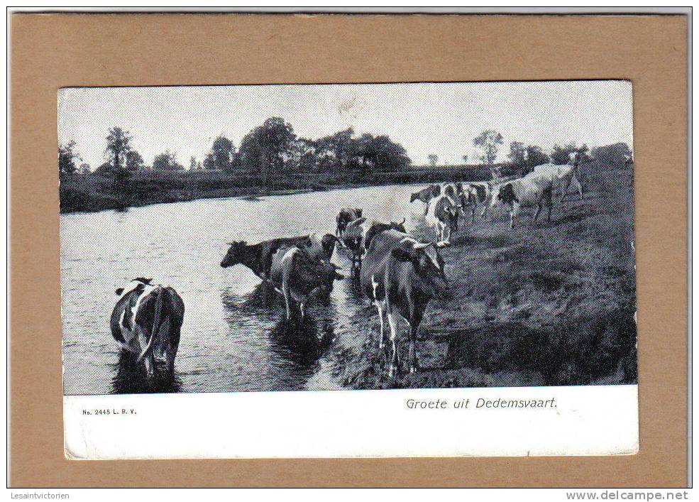 DEDEMSVAART HARDENBERG AVEREEST AGRICULTURE BETAIL VACHES FERME - Dedemsvaart