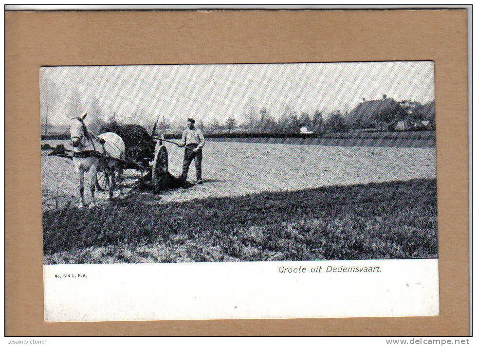 DEDEMSVAART HARDENBERG AVEREEST AGRICULTURE CHEVAL CHARRETTE DE FUMIER - Dedemsvaart