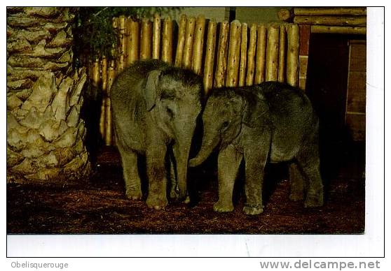 LES ELEPHANTS DU SAN DIEGO ZOO USA  BABY INDIAN - Elefantes