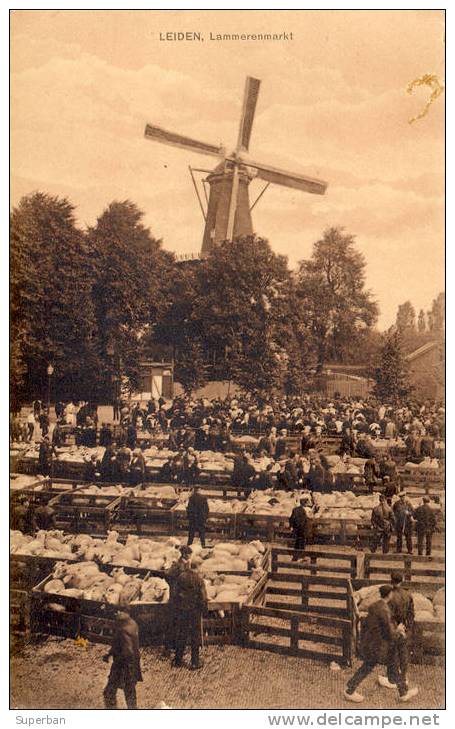 LEIDEN - LAMMERENMARKT -> MOULIN À VENT Et MARCHÉ Aux MOUTONS - TRÈS BELLE ANIMATION - À VOIR ! (a-130) - Leiden