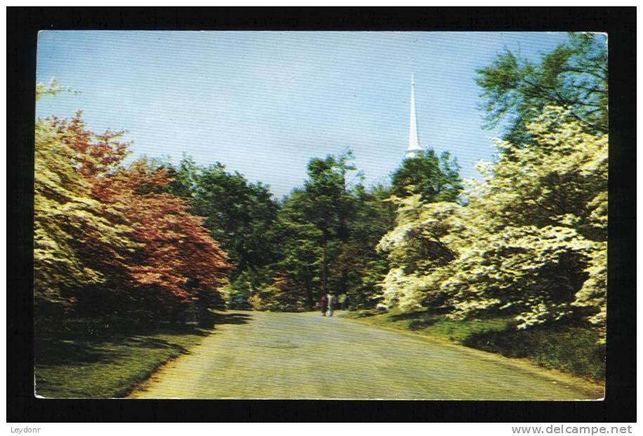 A Typical Connecticut Scene Of The Flowering Pink And White Dogwood Trees In Full Bloom - Autres & Non Classés