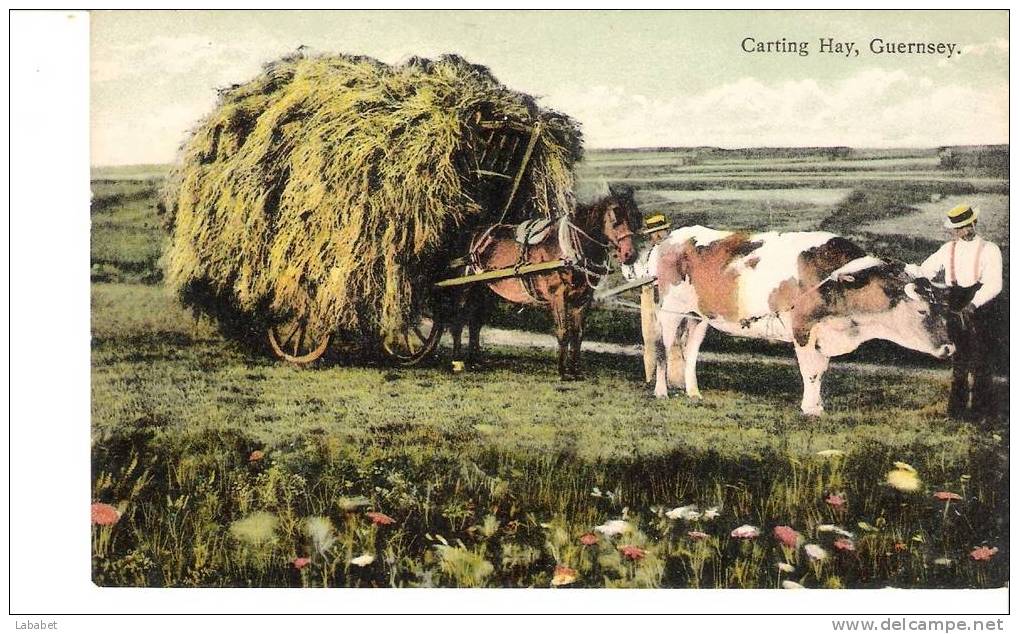 GUERNSEY   CARTING  HAY - Guernsey