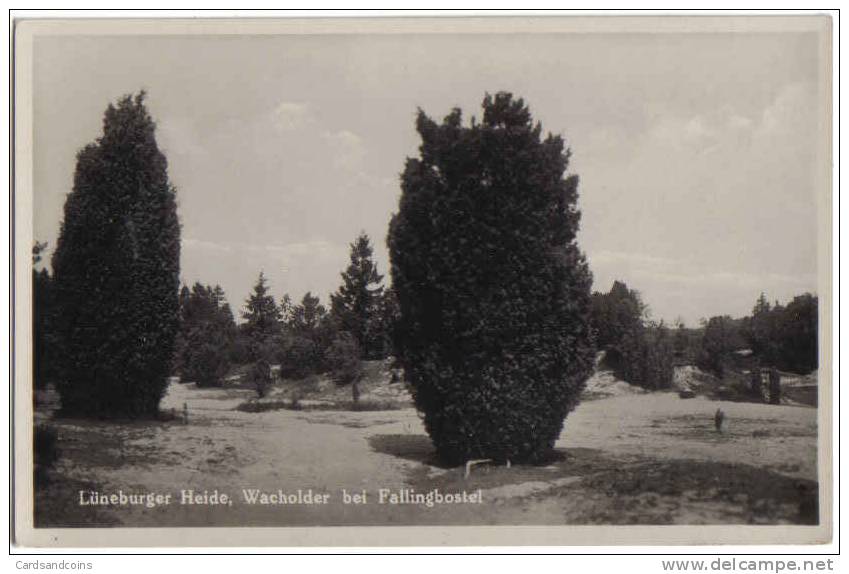 AK Wacholder Bei Fallingbostel, Lüneburger Heide - Verlag Künne Nr. 81 - Lüneburger Heide