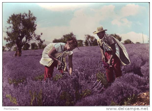 La Récolte De La Lavande En Provence - Cultures