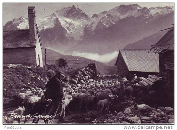 Un Certain Regard B. Grange Troupeau Berger Moutons - Breeding