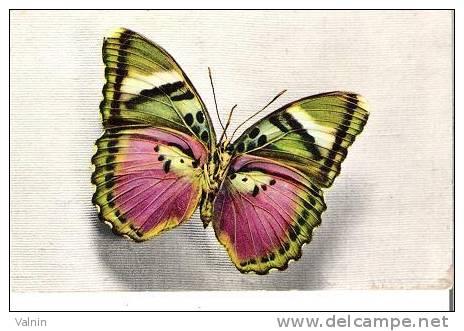 CETHOSIA (tonkin) - Farfalle