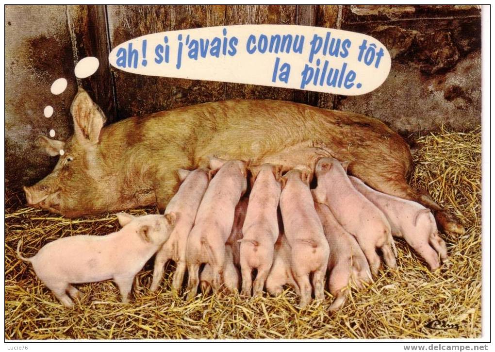 CARTE HUMORISTIQUE  -  Animaux  Humoristiques    -  TRUIE Avec Ses Petits . Ah, Si J Avais Connu Plus Tôt La Pilule - Schweine