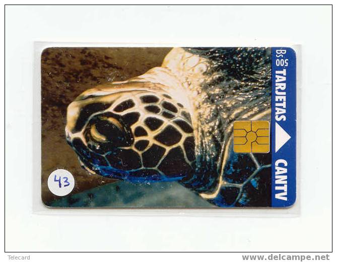 Sea Turtle – Tortoise – Tortuga Marina – Schildkroete – Tartaruga – Tortue – Turtle (43) - Turtles