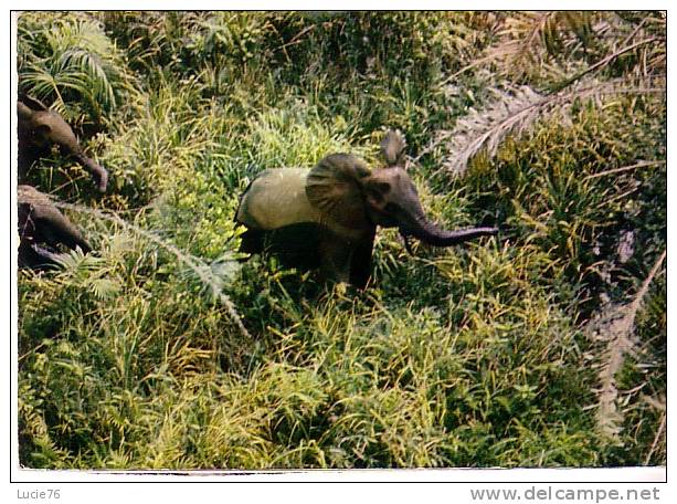 ELEPHANT     Près De GRAND  LAHOU  En  Côte D´IVOIRE - Ivory Coast