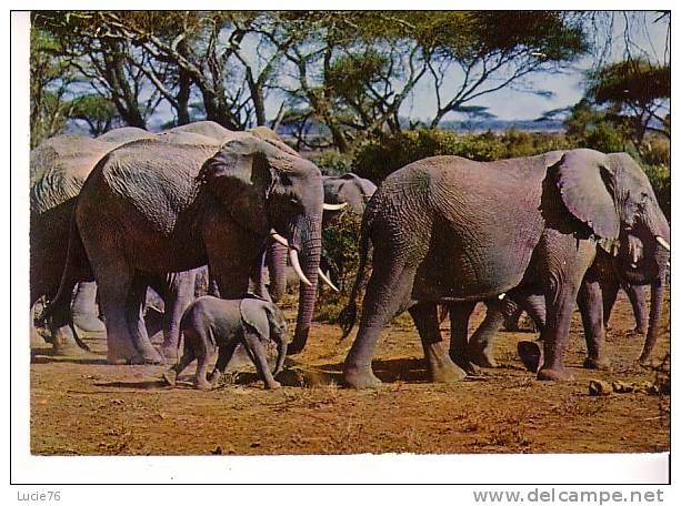 FAUNE AFRICAINE -  N °  6851  -  Troupeau D´Eléphants - Elephants