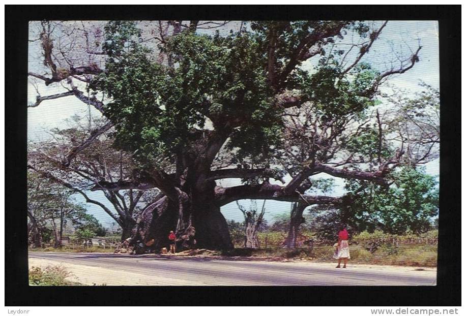 Tom Cringle's Cotton Tree, Near Spanish Town, Jamaica, The W.I. - Jamaica