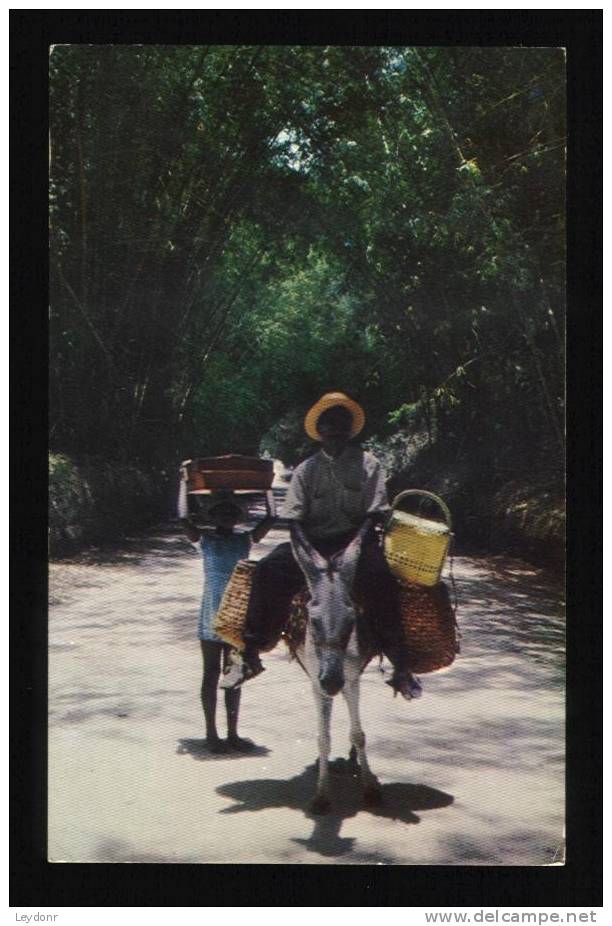 Local Transportation Through Bamboo Grove, Jamaica, B.W.I. - Jamaica