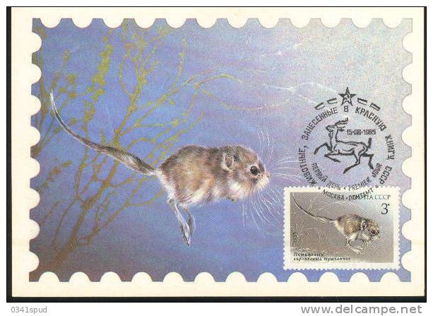 1985 Russie  Carte Maximum Rongeur Roditore Rodent - Rongeurs