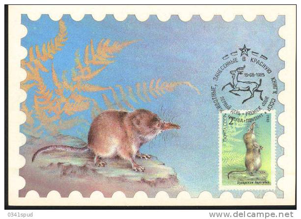 1985 Russie   Carte Maximum Rongeur Roditore Rodent - Roedores