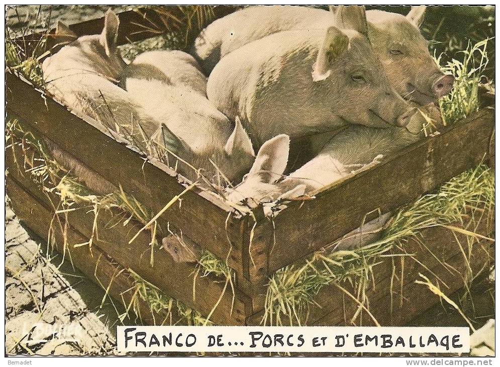 FRANCO DE .......PORCS ET D'EMBALLAGE......PHOTO ET LEGENDE DE LOUIS BUFFIER - Breeding