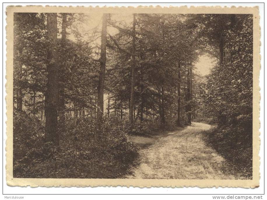 Orroir (Mont De L´Enclus - Kluisbergen). Route Sous Bois. Weg In Het Bos. Timbre - Postzegel N° 339. - Mont-de-l'Enclus