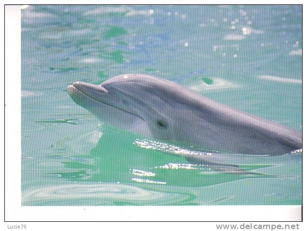 DAUPHINS -  Fotoline  - N°  31796 - Dauphins