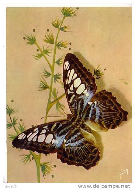 PAPILLONS EXOTIQUES -  PARTHENOS SYLVIA TUALENSIS  - Inde - Malaisie - Farfalle