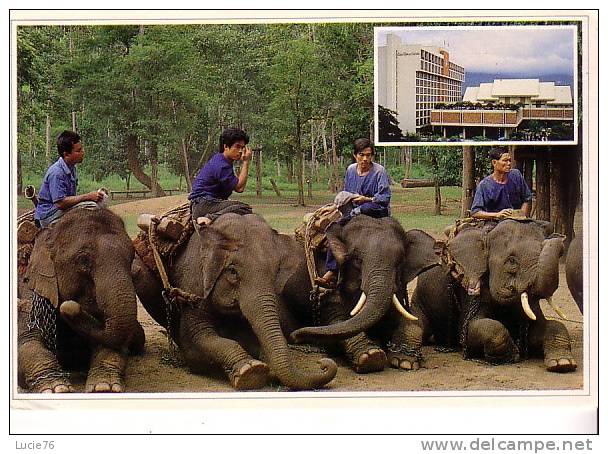 ELEPHANTS -    Thailande - Elephants