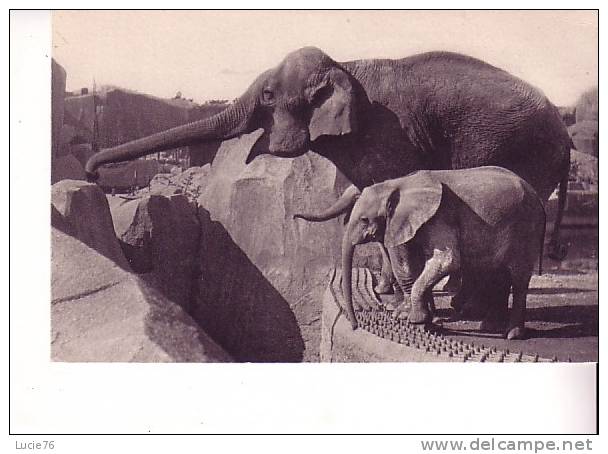 Un ELEPHANT D´ASIE Femelle Et MICHELINE, Jeune Eléphant D´AFRIQUE -  Parc Zoologique  Du  Bois De VINCENNES   - N° 294 - Elefantes