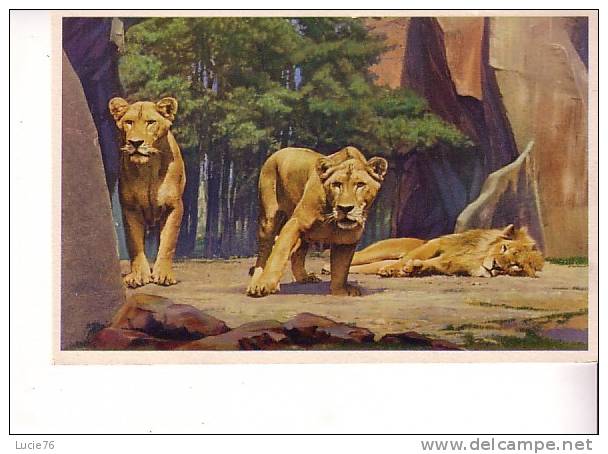 LION Et LIONNES Sur Leur Plateau    -  N°  153 -  Parc Zoologique  Du  Bois De VINCENNES - Leoni