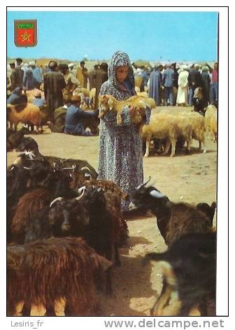 CP - AGADIR - GRAND SOCCO - GRAN ZOCO - 14 - MOUTONS - CHEVRES - Agadir