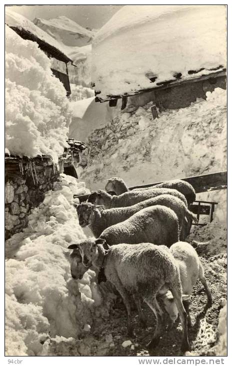 CPSMPF (73)    VAL D ISERE  Au Printemps Sous La Neige - Val D'Isere