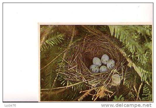 IMAGE -  FAUNAFLOR -  OEUFS -  Nid De La FAUVETTE Babillarde - Photo : 23 - Côte D'Or