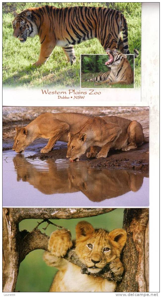 Carte Postale De Lion Et Tigre / Lion & Tiger Postcards - Lions