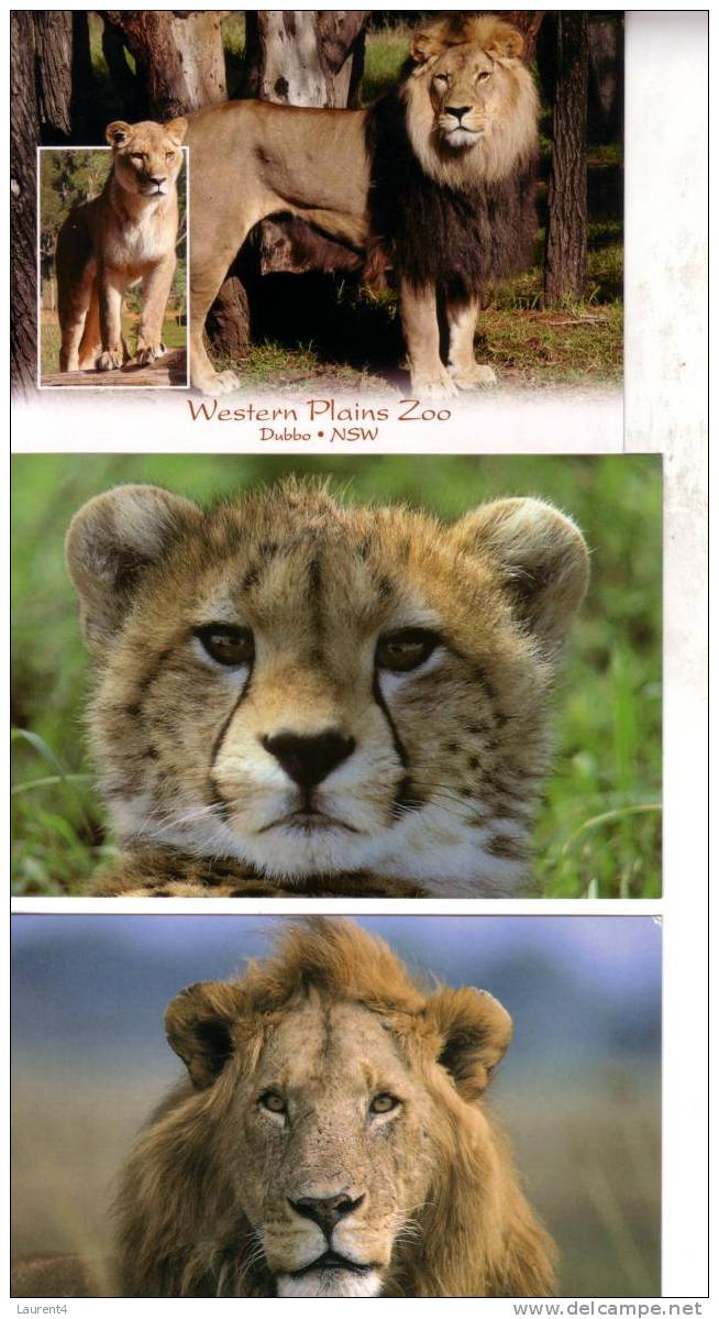 Carte Postale De Lion / Lion Postcards - Lions