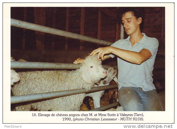 Valeyres Tarn élevage De Chèvres Angora Chez M. Sorin - Veeteelt