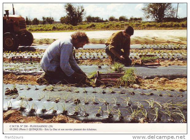 Plougasnou Finistère Plantation D'échalotes - Cultivation