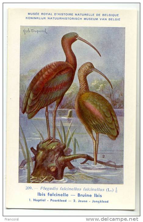 Oiseau. Bird. Ibis Falcinelle. Bruine Ibis. Hub. Dupond. Musée Royal D´Histoire Naturelle De Belgique - Vögel