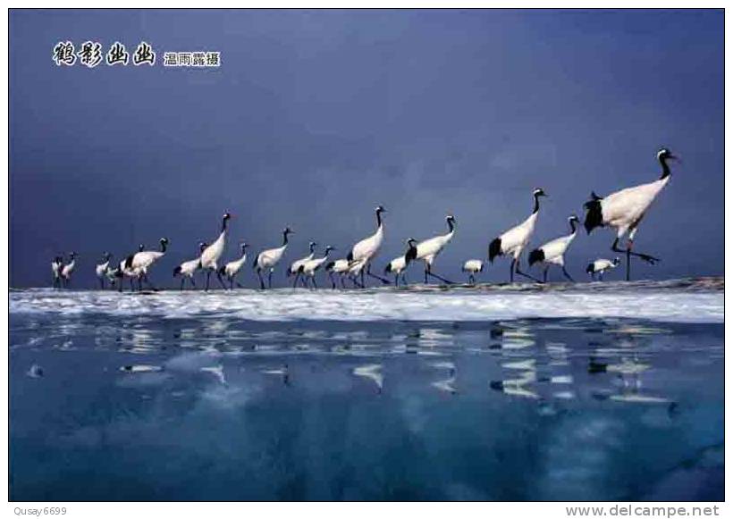 Bird, Grúa,  Crane,  Guindaste,  Gru,  Kran,  Grue,  Kraan, Pre-stamped Postcard, Postal Stationery - Cranes And Other Gruiformes