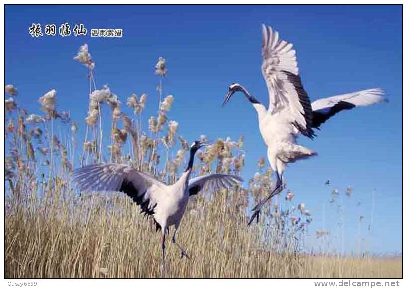 Bird, Grúa,  Crane,  Guindaste,  Gru,  Kran,  Grue,  Kraan, Pre-stamped Postcard, Postal Stationery - Kranichvögel