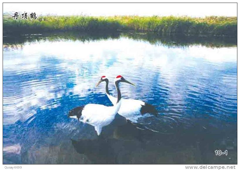 Bird, Grúa,  Crane,  Guindaste,  Gru,  Kran,  Grue,  Kraan, Pre-stamped Postcard, Postal Stationery - Cranes And Other Gruiformes