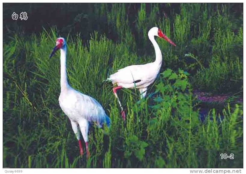 Bird, Grúa,  Crane,  Guindaste,  Gru,  Kran,  Grue,  Kraan, Pre-stamped Postcard, Postal Stationery - Gru & Uccelli Trampolieri