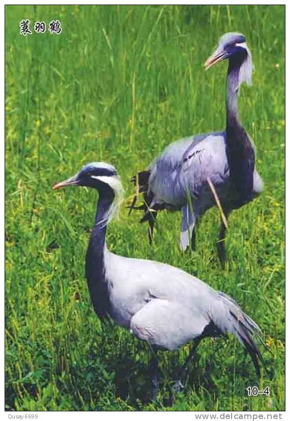 Bird, Grúa,  Crane,  Guindaste,  Gru,  Kran,  Grue,  Kraan, Pre-stamped Postcard, Postal Stationery - Grues Et Gruiformes