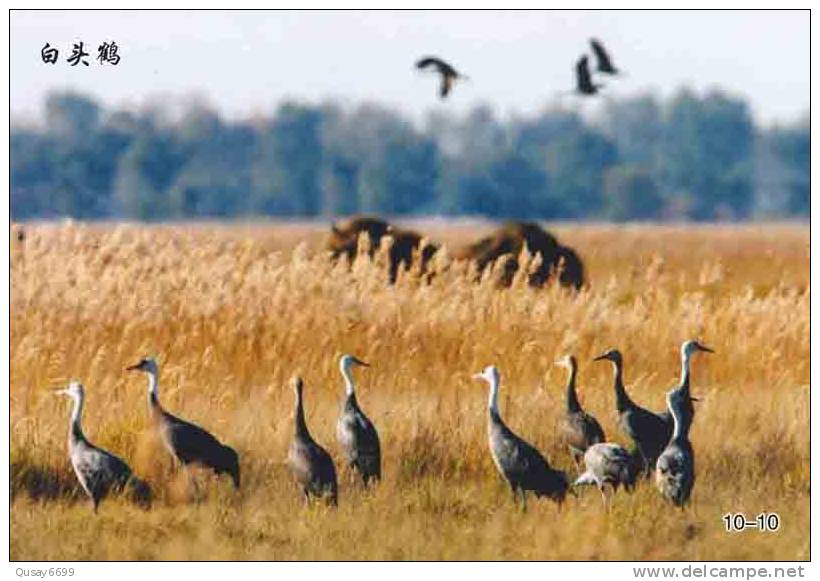 Bird, Grúa,  Crane,  Guindaste,  Gru,  Kran,  Grue,  Kraan, Pre-stamped Postcard, Postal Stationery - Cranes And Other Gruiformes