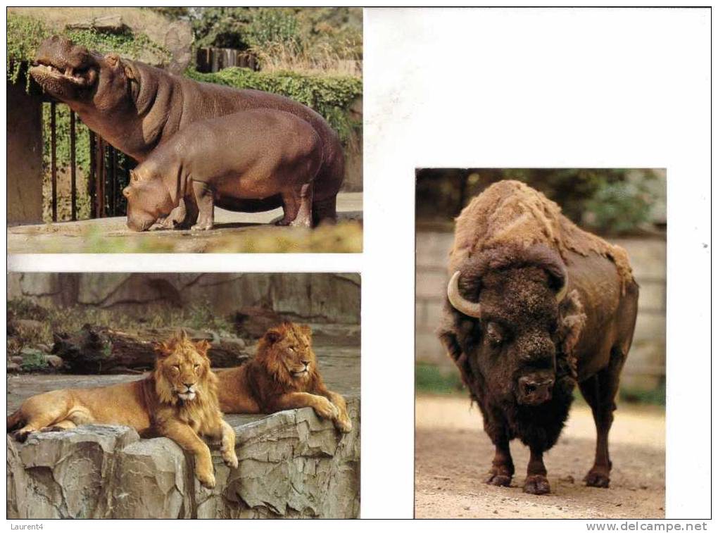 Carte D´Animaux - Lion - Bison - Hippopotame - Animal Postcard / Hippopotamus - Lion & Bison - Hippopotames