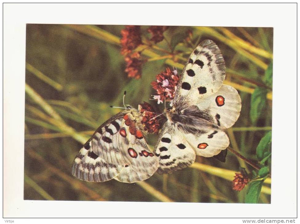 LOT 2 CP PAPILLON : Paon De Jour Et Apollon.- Photo Oscar Schmid Et Gehringer.- - Schmetterlinge