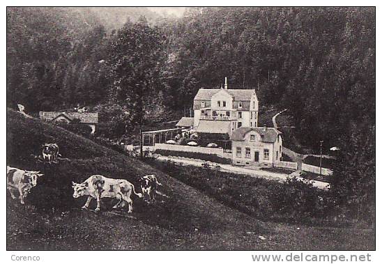 D  T 3     RAPPOLSWEILLER   Vogeshotel Baumschule  Circulée 1914 - Elsass