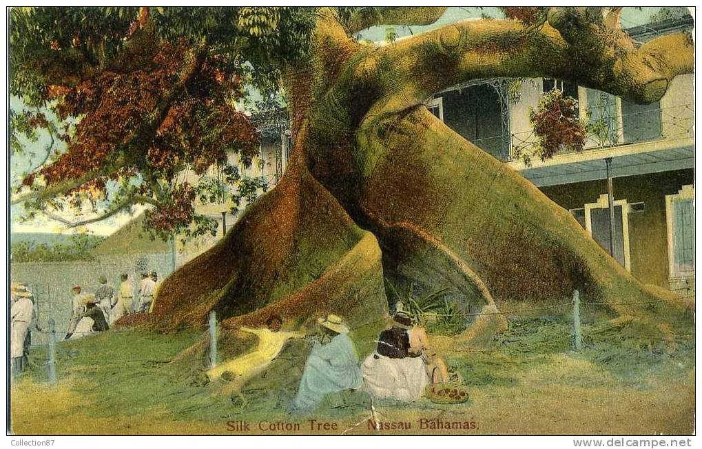 AMERIQUE - BAHAMAS - NASSAU - SILK COTTON TREE - ARBRE De SOIE De COTON - Bahamas
