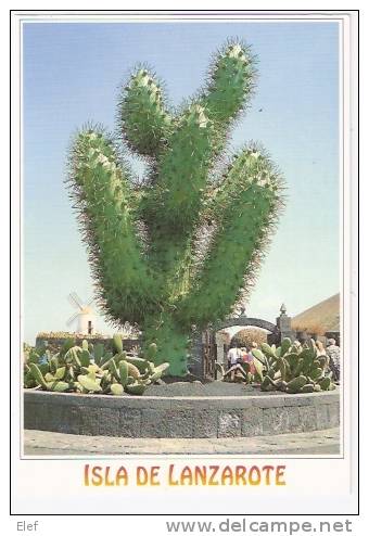 ISLA De LANZAROTE (Canarias) : Jardin De Cactus; Moulin à Vent / Windmill ; + Timbre CINEMA ;TB - Lanzarote