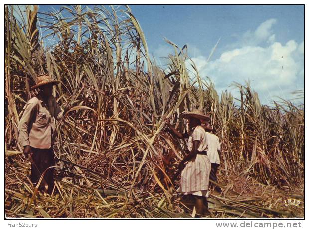 Martinique Canne à Sucre - Landwirtschaftl. Anbau