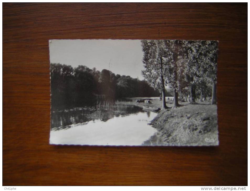 LA ROCHE POZAY LES BAINS / RIVAGES DE LA CREUSE / VACHES AU PATURAGE - La Roche Posay