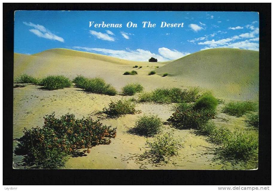 Verbenas On The Desert - Sonstige & Ohne Zuordnung