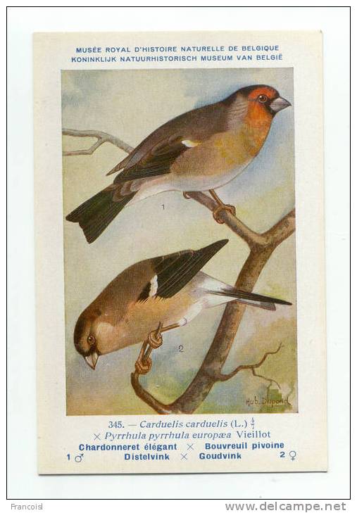 Oiseau. Bird. Chardonneret élégant. Bouvreuil Pivoine. Hub. Dupond. Musée Royal D´Histoire Naturelle De Belgique - Oiseaux