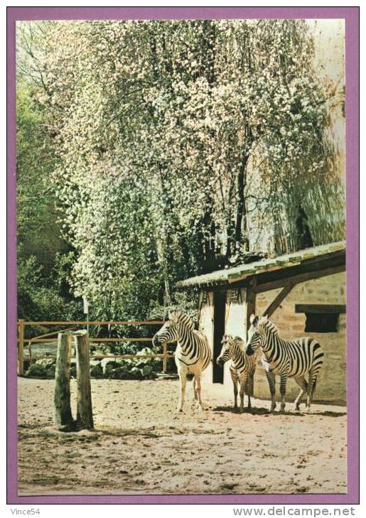 DOUE LA FONTAINE - Parc Zoologique : L´enclos Des Zèbres - Collection L. GAY. Non Circulé. Scans Recto/verso - Doue La Fontaine