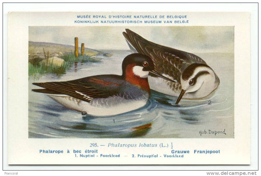 Oiseau. Bird. Phalarope à Bec étroit. Grauwe Franjepoot. Hub. Dupond. Musée Royal D´Histoire Naturelle De Belgique - Oiseaux